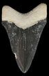 Serrated Megalodon Tooth - Bone Valley, Florida #48677-1